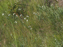 Moraea brevistyla