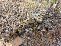 Pelargonium alternans