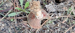 Lactarius sanguifluus