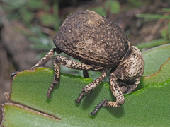 Brachycerus