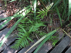 Cyclosorus interruptus