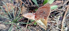 Lactarius sanguifluus