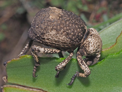 Brachycerus