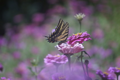 Papilio multicaudata multicaudata