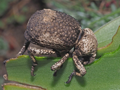 Brachycerus