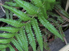 Cyclosorus interruptus