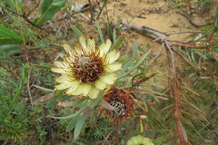 Protea scolymocephala