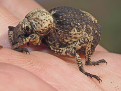 Brachycerus
