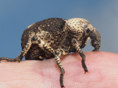 Brachycerus