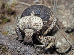 Brachycerus