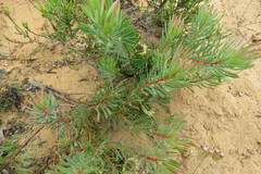 Protea scolymocephala