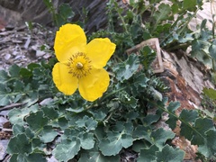 Dicranostigma lactucoides