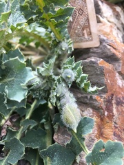 Dicranostigma lactucoides