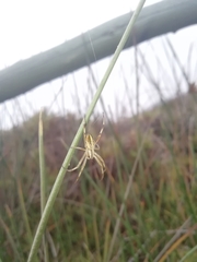 Peucetia rubrolineata