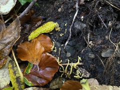 Clavulinopsis corniculata