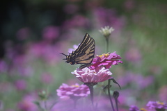 Papilio multicaudata multicaudata