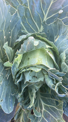 Brassica oleracea