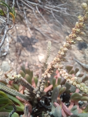 Crassula muscosa