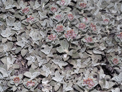 Helichrysum sutherlandii