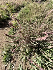Amaranthus fimbriatus