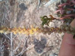 Crassula muscosa
