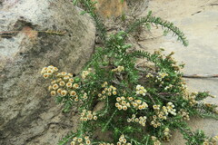 Helichrysum teretifolium