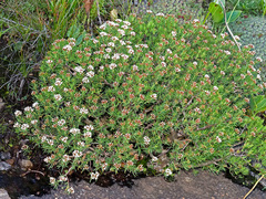Crassula dependens