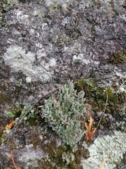 Cladonia caespiticia