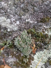 Cladonia caespiticia