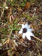 Dimorphotheca pluvialis