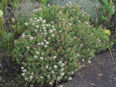 Crassula dependens