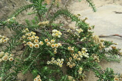 Helichrysum teretifolium