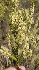 Struthiola striata
