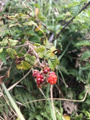 Rubus pinnatus
