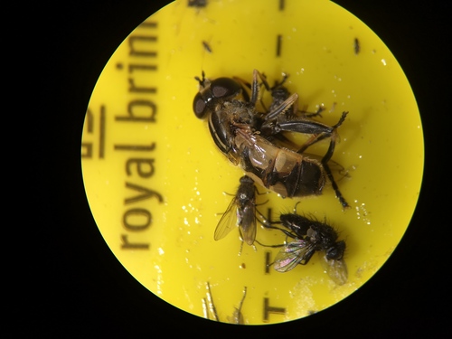 Woolly-tailed Marsh Fly, 9261 Eastermar, Netherlands, photo 7 of 10