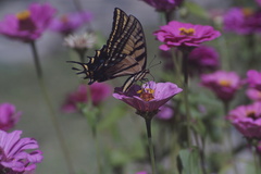 Papilio multicaudata multicaudata