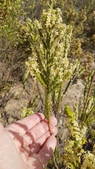Struthiola striata