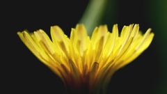 Sonchus