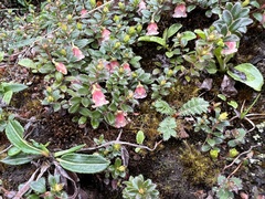 Gaultheria trichophylla
