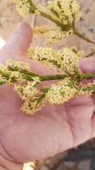 Struthiola striata