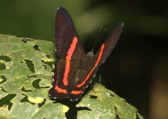 Ancyluris colubra