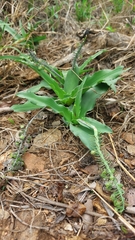 Ledebouria asperifolia
