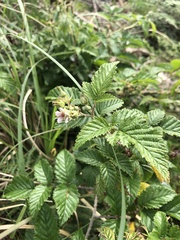 Rubus pinnatus