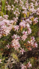 Serruria decipiens