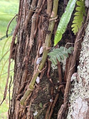 Bulimulus guadalupensis