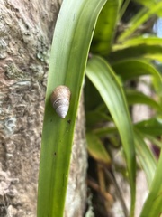 Bulimulus guadalupensis
