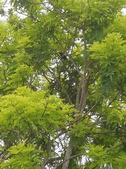 Crotophaga sulcirostris