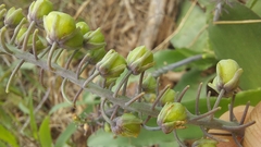 Ledebouria asperifolia