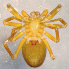 Agyneta olivacea