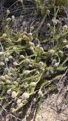 Serruria trilopha